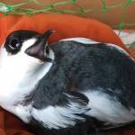 This Marbled Murrelet seabird was found in the waters of Auke Bay Friday looking "stunned." Volunteers took the bird to the Juneau Raptor Center where it was treated for likely head trauma and released back into the wild. (Courtesy Photo /  Juneau Raptor Center)