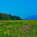 Courtesy Photo / Mark Schwann 
Cowee meadows are flanked by conifer forest.