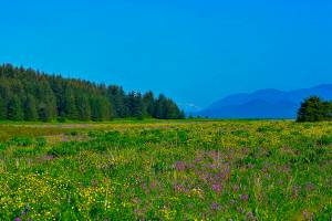 Cowee meadows are flanked by conifer forest. (Courtesy Photo / Mark Schwann)
