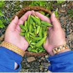 Courtesy Photo / Howie Martindale
This photo shows spruce tip harvesting in Wrangell.