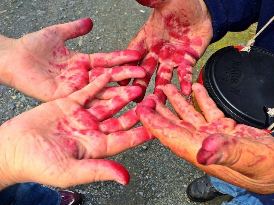 Vivian Faith Prescott / For the Capital City Weekly
These hands were stained by blueberries in Wrangell.
These hands were stained by blueberries in Wrangell. ( Vivian Faith Prescott / For the Capital City Weekly)
