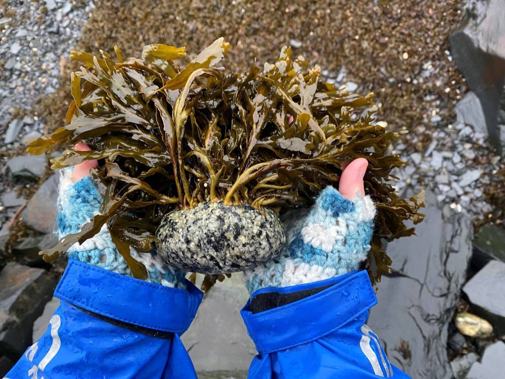 Courtesy Photo / Howie Martindale
Vivian Faith Prescott holds popweed and holdfast on beach rock in Wrangell.