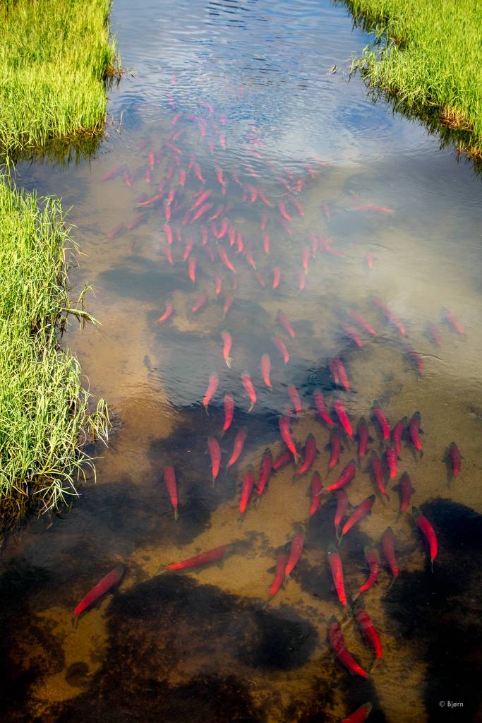 Sockeye salmon spawn in a small creek feeding Lake Iliamna. (Courtesy Photo / Bjørn Olson)