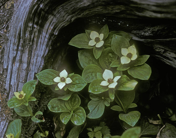 Bunchberry, which is also known as dwarf dogwood, is very widespread in the forest. The four white bracts around a central cluster of small flowers make a good showing. (Courtesy Photo / Bob Armstrong)