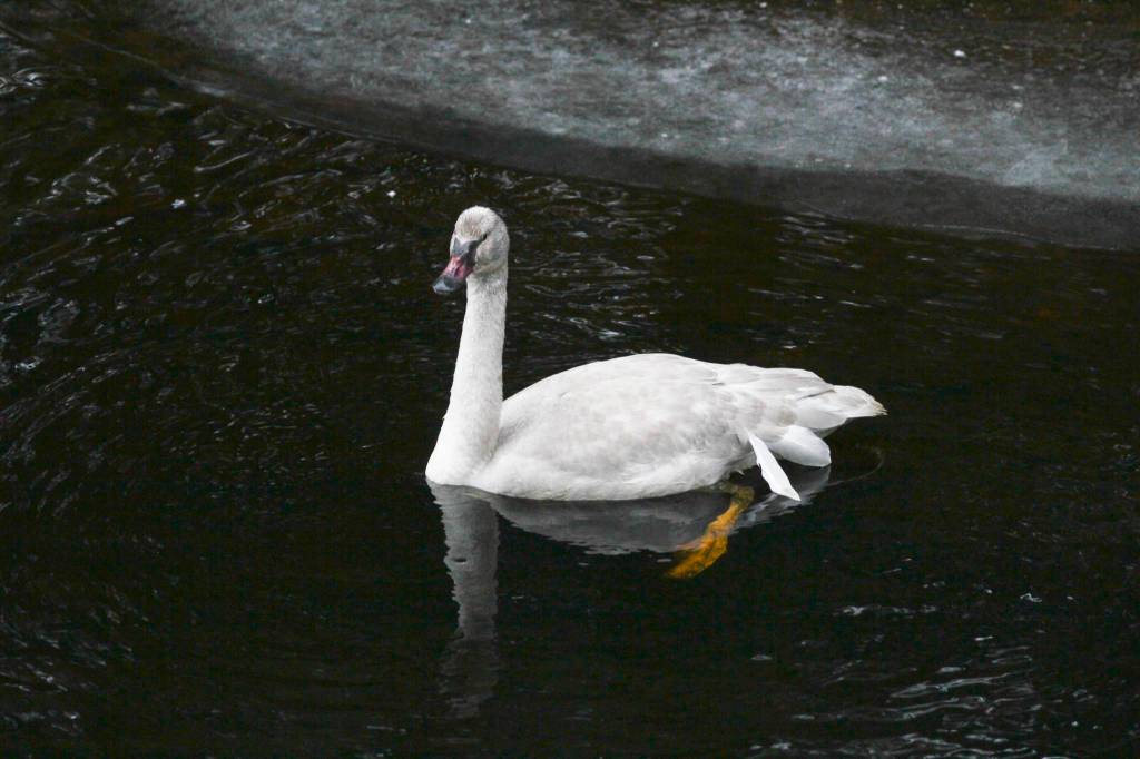 Members of the Juneau Raptor Center attempt to capture a trumpeter swan with an injured wing at Auke Lake on Jan. 28, 2021. (Michael S. Lockett / Juneau Empire)
