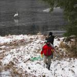 Members of the Juneau Raptor Center attempt to capture a trumpeter swan with an injured wing at Auke Lake on Jan. 28, 2021. (Michael S. Lockett / Juneau Empire)
