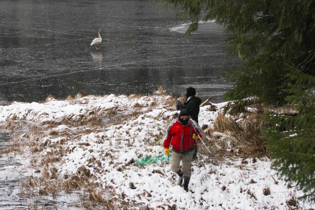 Members of the Juneau Raptor Center attempt to capture a trumpeter swan with an injured wing at Auke Lake on Jan. 28, 2021. (Michael S. Lockett / Juneau Empire)