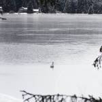 Members of the Juneau Raptor Center attempt to capture a trumpeter swan with an injured wing at Auke Lake on Jan. 28, 2021. (Michael S. Lockett / Juneau Empire)