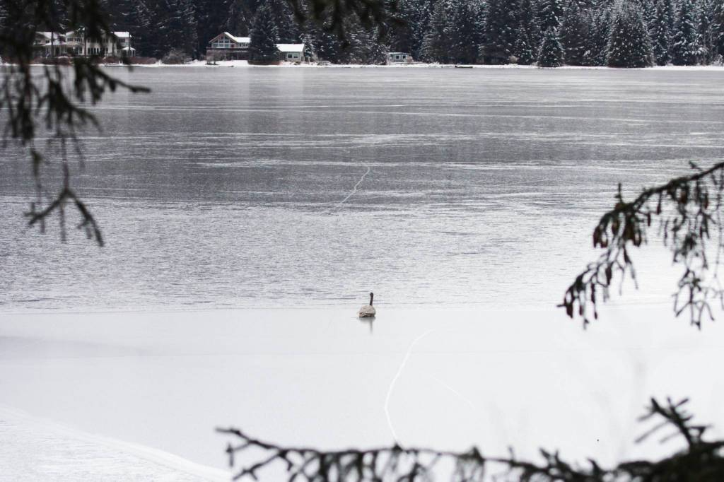 Members of the Juneau Raptor Center attempt to capture a trumpeter swan with an injured wing at Auke Lake on Jan. 28, 2021. (Michael S. Lockett / Juneau Empire)