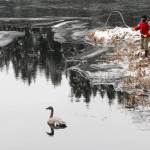 Michael S. Lockett / Juneau Empire 
Tim Benner assists the Juneau Raptor Center as volunteers attempted to capture a trumpeter swan with an injured wing at Auke Lake on Thursday.