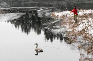 Michael S. Lockett / Juneau Empire 
Tim Benner assists the Juneau Raptor Center as volunteers attempted to capture a trumpeter swan with an injured wing at Auke Lake on Thursday.