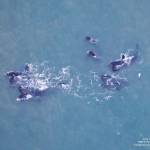 A group of bowhead whales feeds off the northern coast of Alaska in fall 2020. (Courtesy Photo / Amy Willoughby)