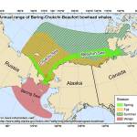 This range map shows where bowhead whales live around Alaska. (Courtesy Image / Alaska Department of Fish and Game Marine Mammals Program)