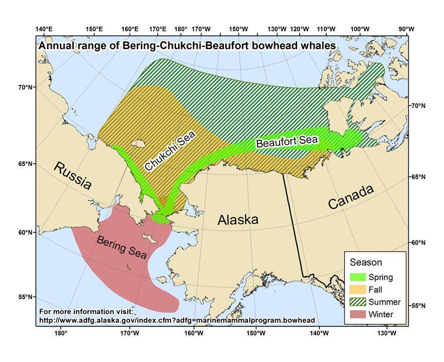 This range map shows where bowhead whales live around Alaska. (Courtesy Image / Alaska Department of Fish and Game Marine Mammals Program)