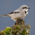 A northern shrike poses on a stump-garden of moss and lichen in the wetlands. Sometimes called butcher birds, northern shrikes are sizable songbirds that can catch prey larger than themselves (Courtesy Photo / Kerry Howard)