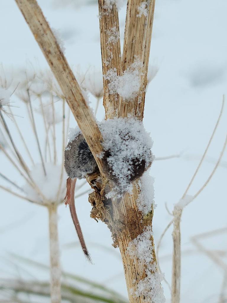 A shrike has cached its prey, a shrew, in an old stem of cow parsnip. Shrikes have a habit of wedging or impaling prey; this helps hold the prey for dismemberment and also stores food for later consumption.(Courtesy Photo / Gina Vose)