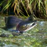 A male pink salmon fights its way up stream to spawn in a Southeast Alaska stream in August 2010. A recent report out of Washington state details a dire situation for the states salmon. Advocates in Alaska say the report offers a warning to Alaska about salmon-safe development. (Michael Penn / Juneau Empire File)