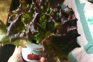 An avid gardener and long-time Juneau resident, Judy Hauck, holds a yogurt container with lettuce. Using a basic shop light and empty yogurt containers, she's been growing greens inside her home this winter. ((Courtesy Photo/ Judy Hauck)