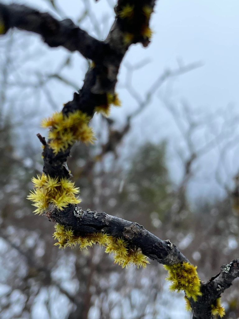 This photo was taken on Saturday, Feb. 27 around the Mendenhall Lake trails. (Courtesy Photo / Deana Barjas)
This photo was taken on Saturday, Feb. 27 around the Mendenhall Lake trails. (Courtesy Photo / Deana Barajas)