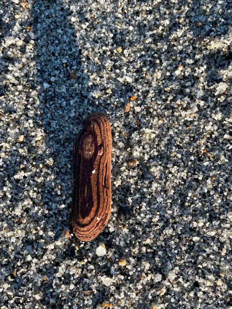 Thats not a peanut, its a piece of wood on the beach on the Boy Scout Beach Trail. (Courtesy Photo / Deana Barajas)