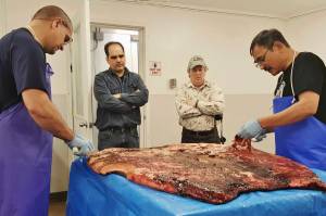 In this Oct. 28, 2016, photo provided by the Maniilaq Association, Alex Whiting, left, and Cyrus Harris, right, are observed by Chris Sannito, second from left, and Brian Himelbloom, third from left, of the Kodiak Seafood and Marine Science Center as they trim and clean seal blubber in Kotzebue, Alaska. In January 2021, the Alaska Department of Environmental Conservation approved seal oil to be served at a Maniilaq elder care home, believed to be a first for seal oil in the U.S.  (Maniilaq Association via AP)