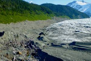 A ghost forest exposed as La Perouse Glacier in Southeast Alaska retreated. In the past, the glacier ran over the rainforest trees. Two people are also in the photo. (Courtesy Photo / Ben Gaglioti)