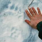 Associated Press
This Feb. 13 photo provided by Erik Stevens shows a bear track in the Alaska in the backcountry near where resident Shannon Stevens was bit by a bear in an outhouse.