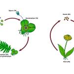 Left side: Mosses and ferns: alternation of sporophyte (2N) and gametophyte (1N) generations. Sperm swim to reach eggs on gametophytes. Right side: Seed plants: female gametophyte and its egg (1N) not independent, but enclosed in developing seed (2N, after pollination) on parent plant (2N). (Courtesy Image / Kathy Hocker)