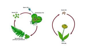 Left side: Mosses and ferns: alternation of sporophyte (2N) and gametophyte (1N) generations. Sperm swim to reach eggs on gametophytes. Right side: Seed plants: female gametophyte and its egg (1N) not independent, but enclosed in developing seed (2N, after pollination) on parent plant (2N). (Courtesy Image / Kathy Hocker)