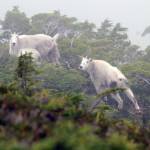 Mountain goats are revered for their majestic qualities, terrain in which they live and their taste. (Jeff Lund / For the Juneau Empire)