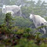 Mountain goats are revered for their majestic qualities, terrain in which they live and their taste. (Jeff Lund / For the Juneau Empire)