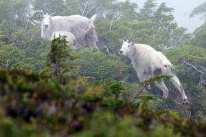 Mountain goats are revered for their majestic qualities, terrain in which they live and their taste. (Jeff Lund / For the Juneau Empire)
