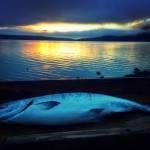 This photo shows a winter king on fish cleaning table at sunset, Mickeys Fishcamp in Wrangell. (Vivian Faith Prescott / For the Capital City Weekly)