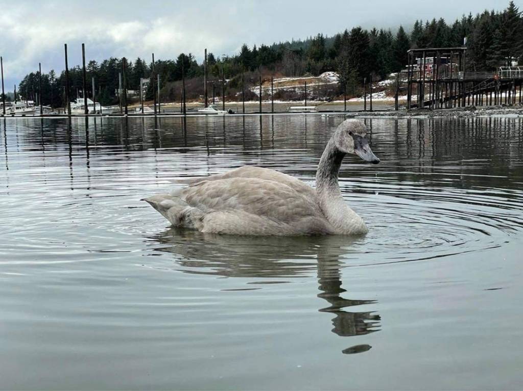 Kathy Benner, manager of the Juneau Raptor Center, along with Matthew Brown and Kerry Howard, captured a trumpeter swan, shown above, that had been grounded with an injured wing in the Auke Lake/Auke Bay area for months on Wednesday, Feb. 24, 2021. (Courtesy photo / Matthew Brown)