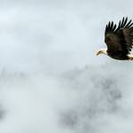 A bald eagle flies over Lemon Creek on March 2, 2021. (Courtesy Photo / Kenneth Gill, gillfoto)