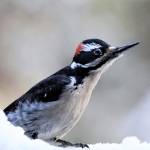 A male hairy woodpecker visits a feeder in the Back Loop in February. (Courtesy Photo / Linda Shaw)