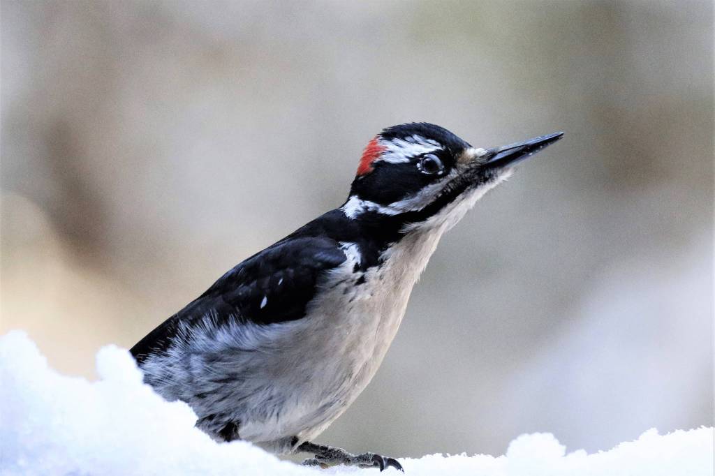 A male hairy woodpecker visits a feeder in the Back Loop in February. (Courtesy Photo / Linda Shaw)