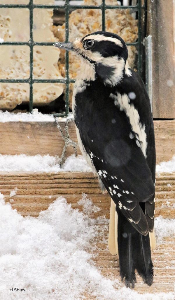 A female hairy woodpecker visits a feeder in the Back Loop in February. (Courtesy Photo / Linda Shaw)