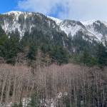 Deciduous, western hemlock and northern hemlock seen on Mount Juneau on March 15. (Courtesy Photo / Denise Carroll)
