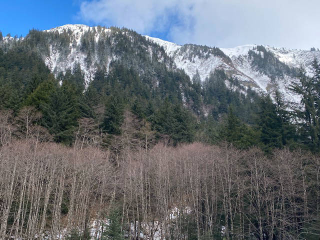 Deciduous, western hemlock and northern hemlock seen on Mount Juneau on March 15. (Courtesy Photo / Denise Carroll)