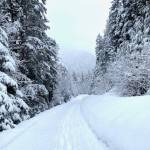 A lone snowshoer treks along a winter wonderland on Salmon Creek trail on March 22. (Courtesy Photo / Denise Carroll)