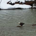 A bald eagle checks out the wheel of a long submerged car body in the Mendenhall river near Marion Drive on March 17th, 2021. The shifting gravel bars may soon bury it for another long period of time, writes David Athearn.(Courtesy Photo / David Athearn )