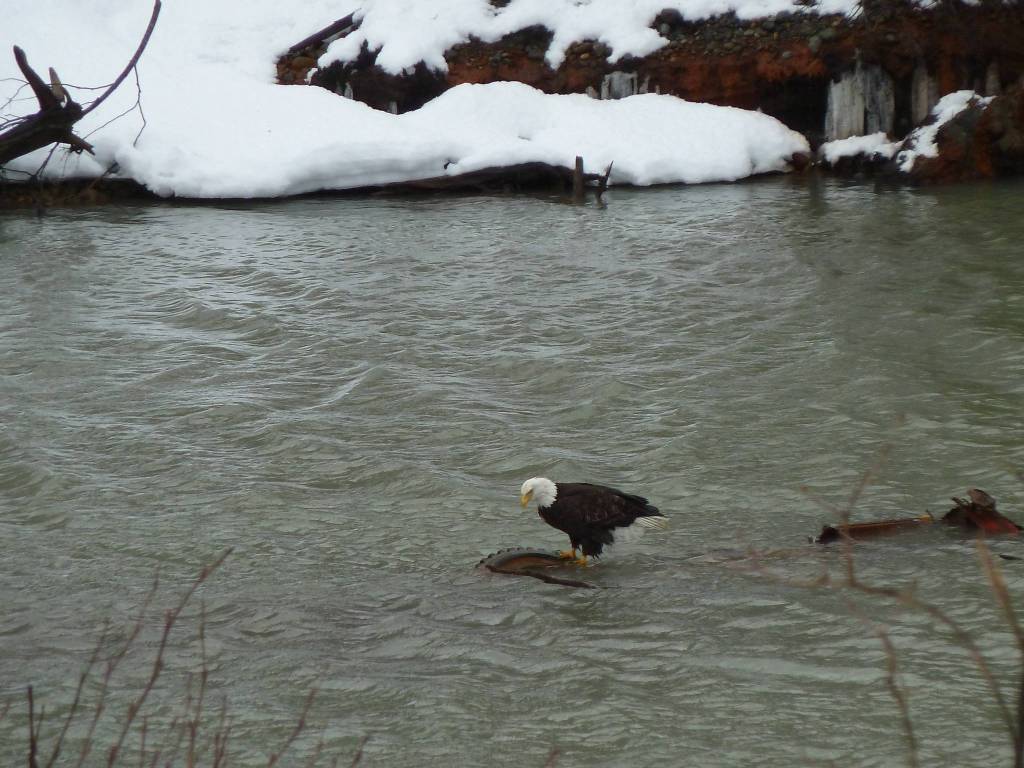 A bald eagle checks out the wheel of a long submerged car body in the Mendenhall river near Marion Drive on March 17th, 2021. The shifting gravel bars may soon bury it for another long period of time, writes David Athearn.(Courtesy Photo / David Athearn )