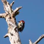 An early red-breasted sapsucker out by Amalga Harbor gets ready to snack on insects on March 18. (Courtesy Photo / Kenneth Gill, gillfoto)