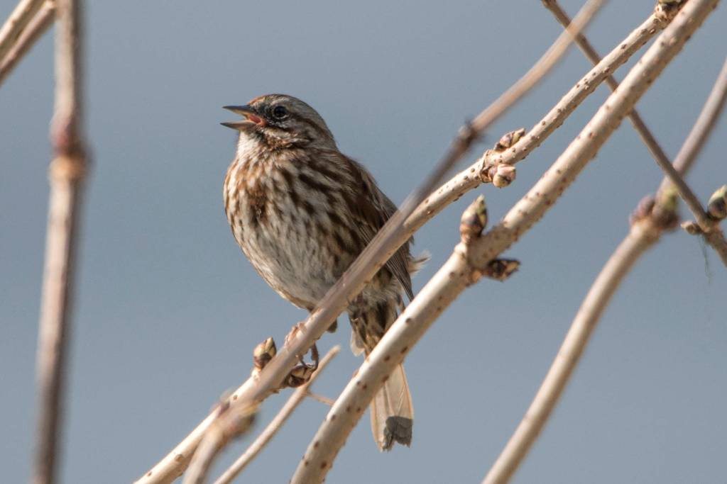 First sign of Spring 2021  the dulcet tones of the song sparrow, Southeast Alaska. (Courtesy Photo / Kenneth Gill, gillfoto)