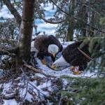Even with their nest covered in snow the eagles are making improvements. (Courtesy Photo / Jos Bakker)