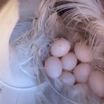 A clutch of tree swallow eggs is partly ringed by long, white feathers. Naturalist Bernd Heinrich noted that the tree swallows using his nest boxes had a strong interest in white or light-colored feathers, sometimes collecting them from some distance away. (Courtesy Photo / Jessica Millsaps, Juneau Audubon tree swallow project, under permits from ADFG and USFWS.)