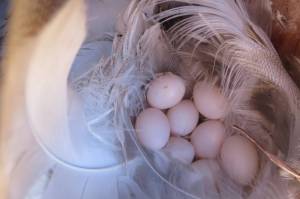A clutch of tree swallow eggs is partly ringed by long, white feathers. Naturalist Bernd Heinrich noted that the tree swallows using his nest boxes had a strong interest in white or light-colored feathers, sometimes collecting them from some distance away. (Courtesy Photo / Jessica Millsaps, Juneau Audubon tree swallow project, under permits from ADFG and USFWS.)