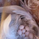 A clutch of tree swallow eggs is partly ringed by long, white feathers. Naturalist Bernd Heinrich noted that the tree swallows using his nest boxes had a strong interest in white or light-colored feathers, sometimes collecting them from some distance away. (Courtesy Photo / Jessica Millsaps, Juneau Audubon tree swallow project, under permits from ADFG and USFWS.)