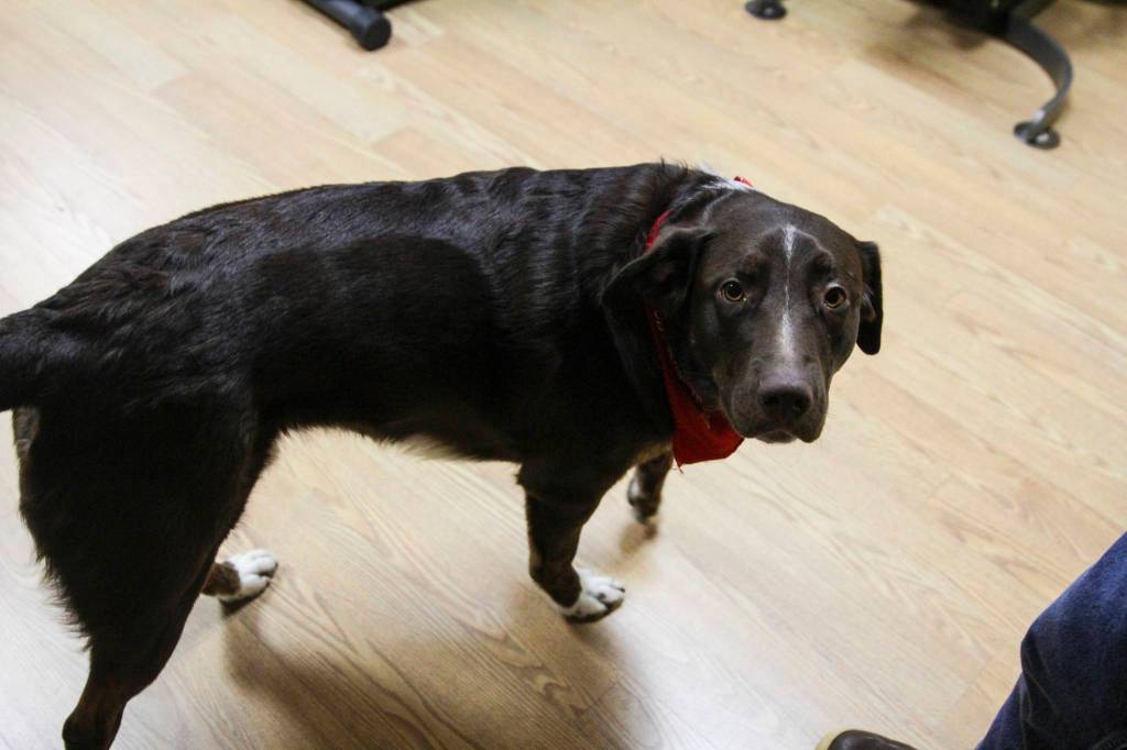 Buddy the gym dog provides support for members of a boxing class designed to help fight back against the symptoms Parkinsons disease through a specific regimen at Pavitt Health and Fitness on March. 2, 2021. (Michael S. Lockett / Juneau Empire)